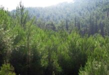 Απαγόρευση κυκλοφορίας την Τετάρτη στη Χαλκιδική λόγω υψηλού κινδύνου εκδήλωσης δασικής πυρκαγιάς