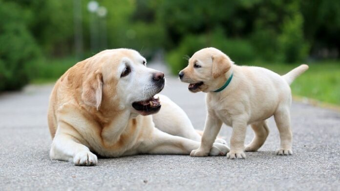 Dogs