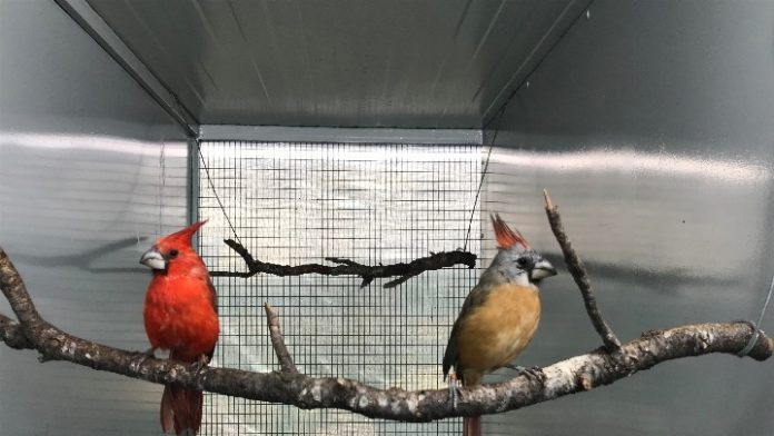 birds_thepresident