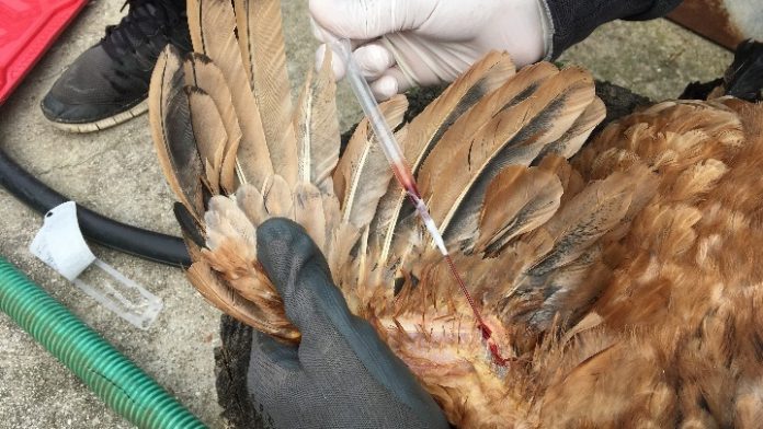 chicken_thepresident