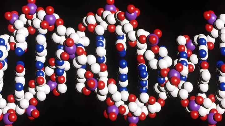 dna