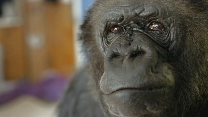 kokoGorilla_Thepresident