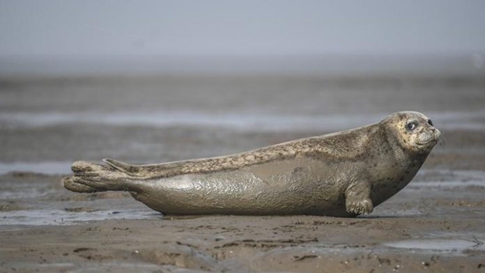 sealion_thepresident