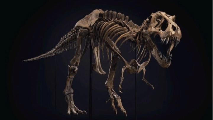Δημοπρατείται σκελετός T-Rex