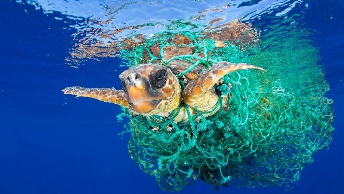turtles